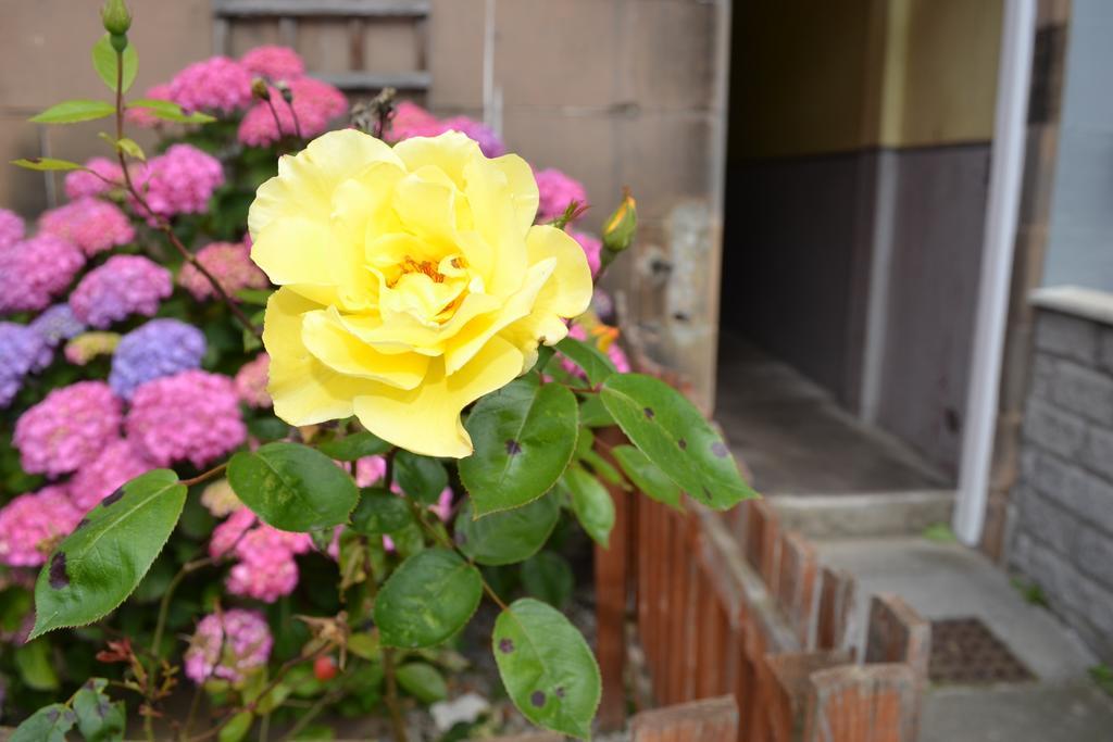 Pitt Street Apartment Beautiful Spacious Apartment Free Parking And Free Sanitizer Edinburgh Kültér fotó